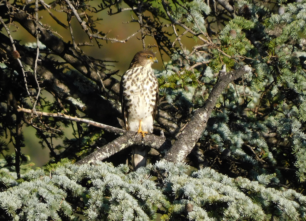 African Goshawk (Southern) - ML637323240