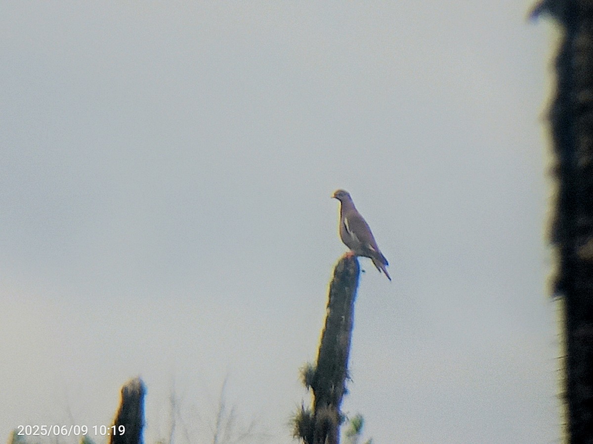 Bare-eyed Pigeon - ML637323280