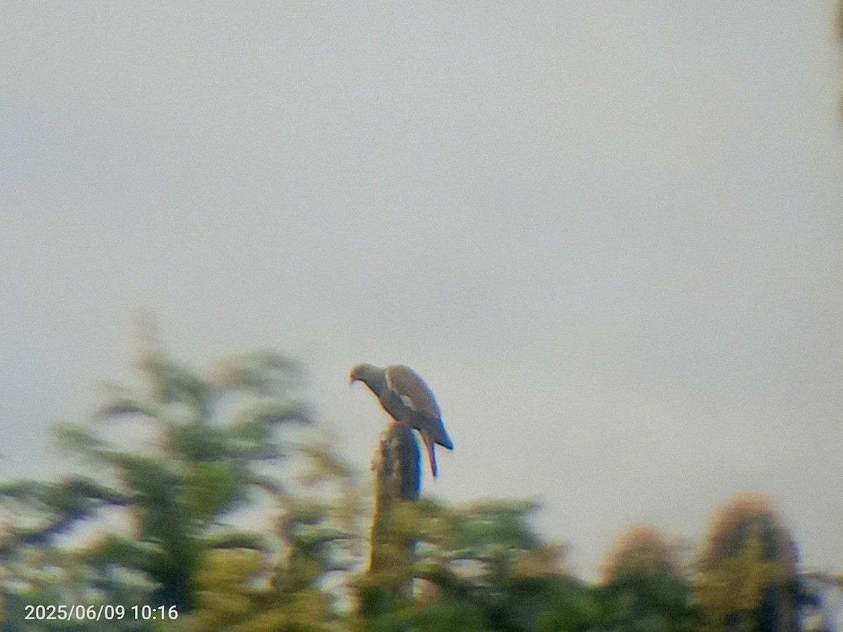 Bare-eyed Pigeon - ML637323281