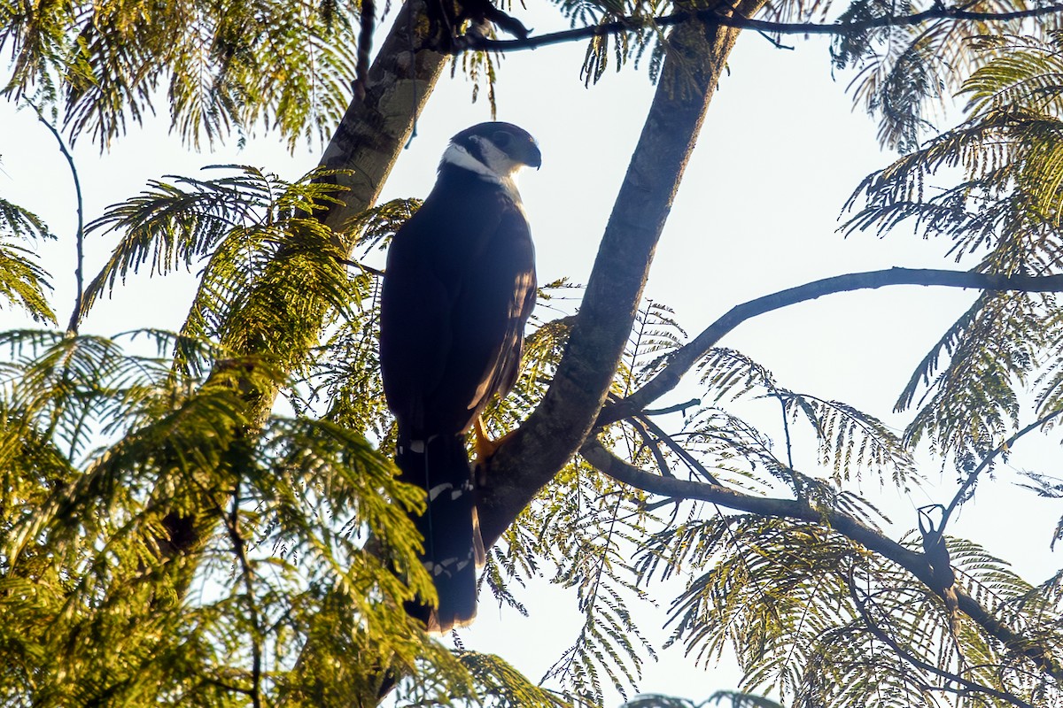 Collared Forest-Falcon - ML637323354