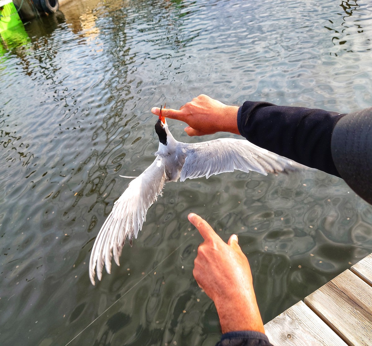Common Tern - ML637323365