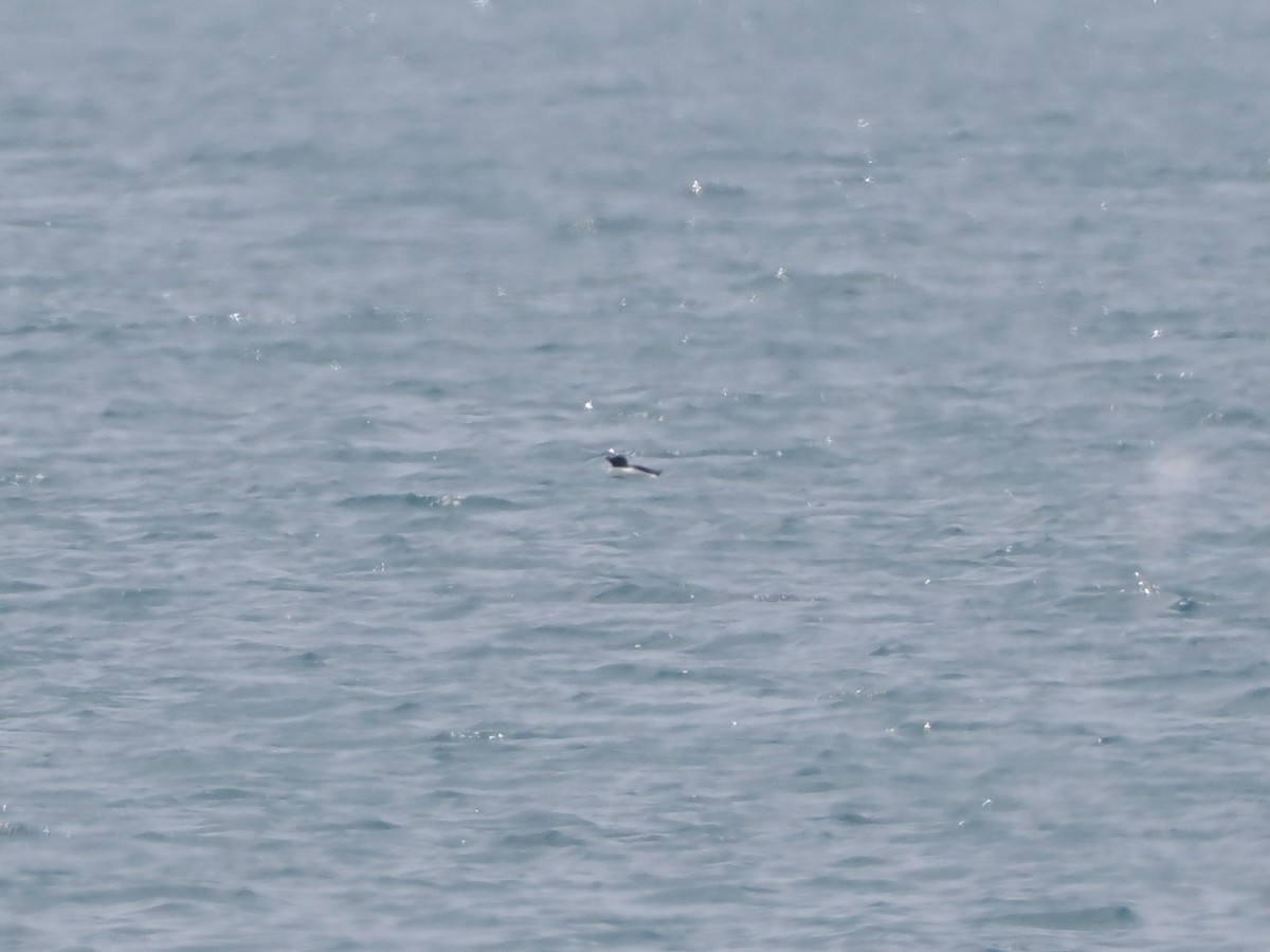Razorbill - ML637323487