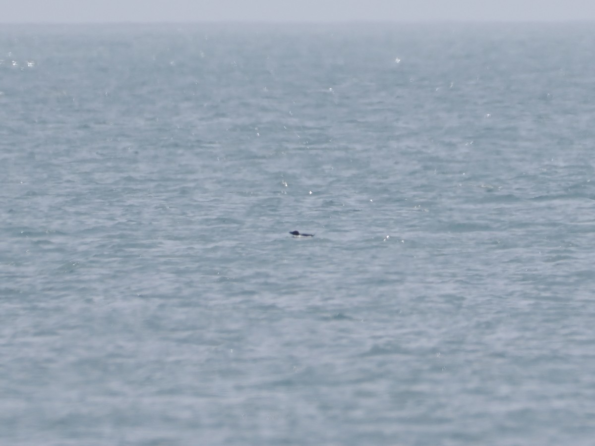 Razorbill - ML637323492