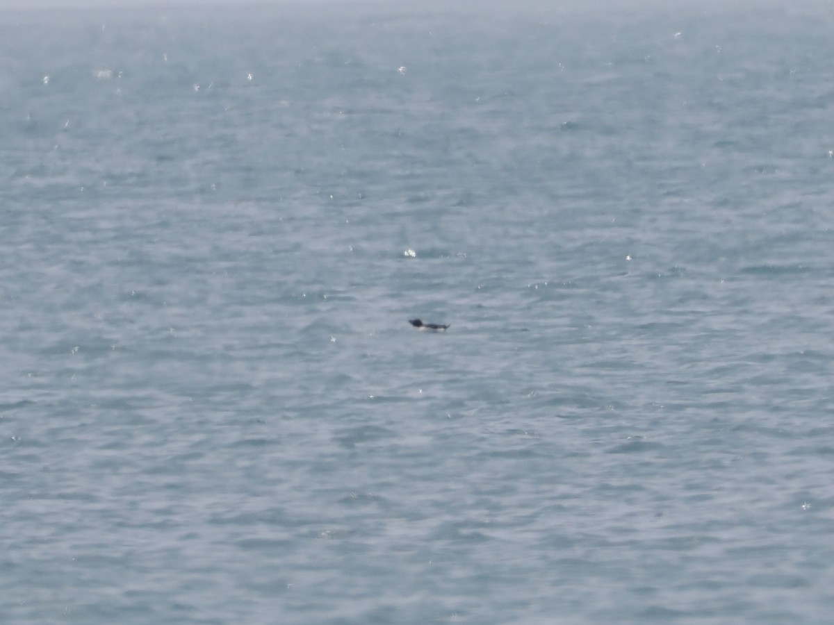 Razorbill - ML637323495