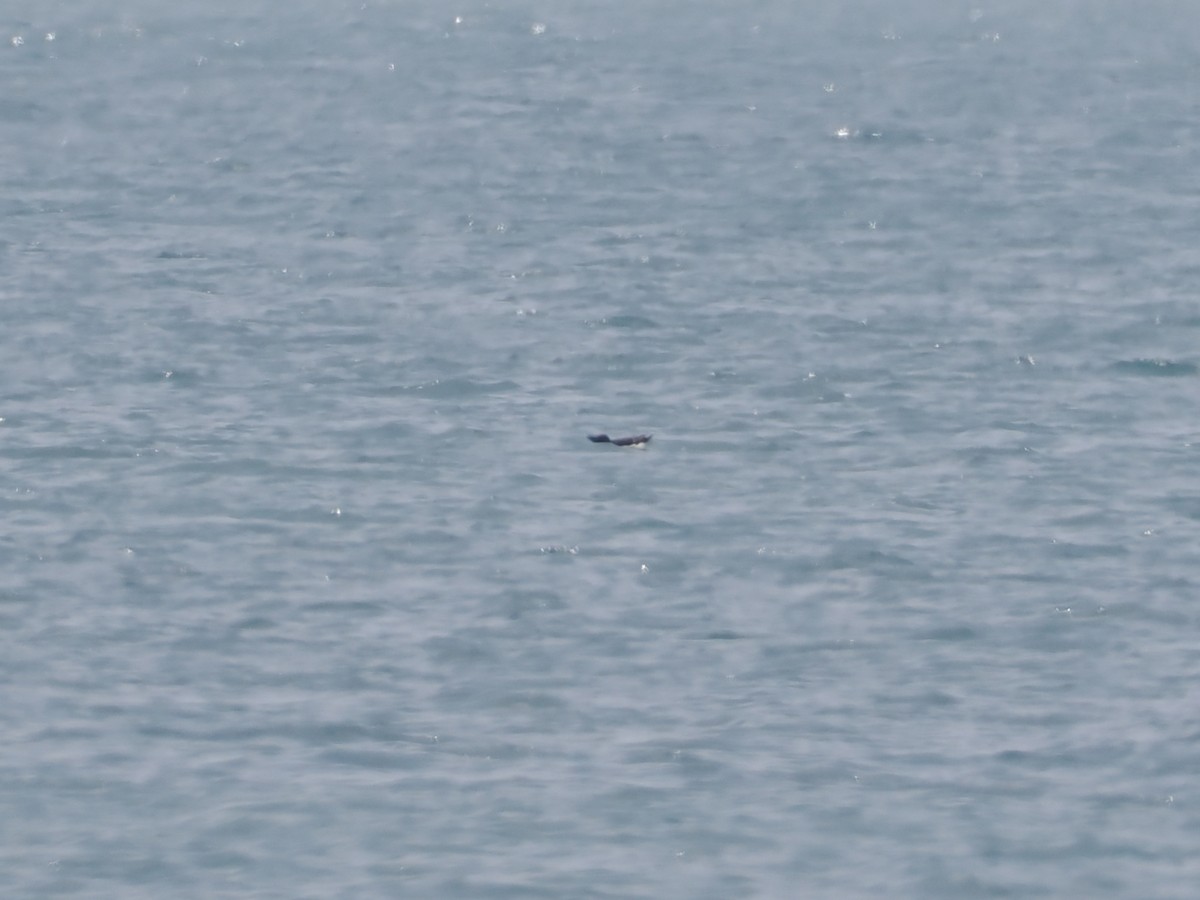 Razorbill - ML637323497