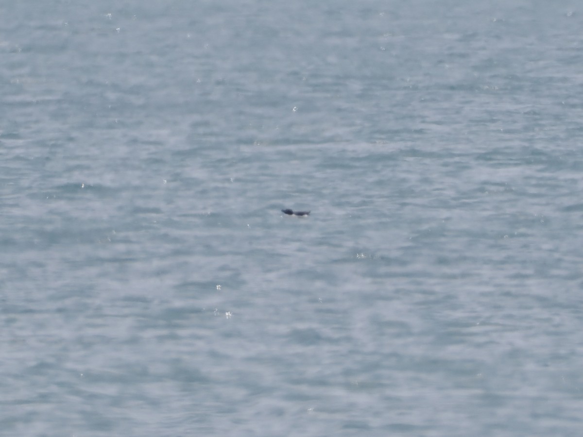 Razorbill - ML637323501