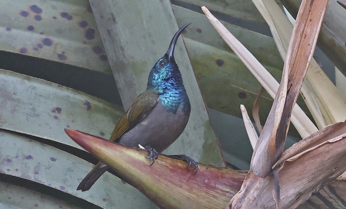 Green-headed Sunbird - ML637323667