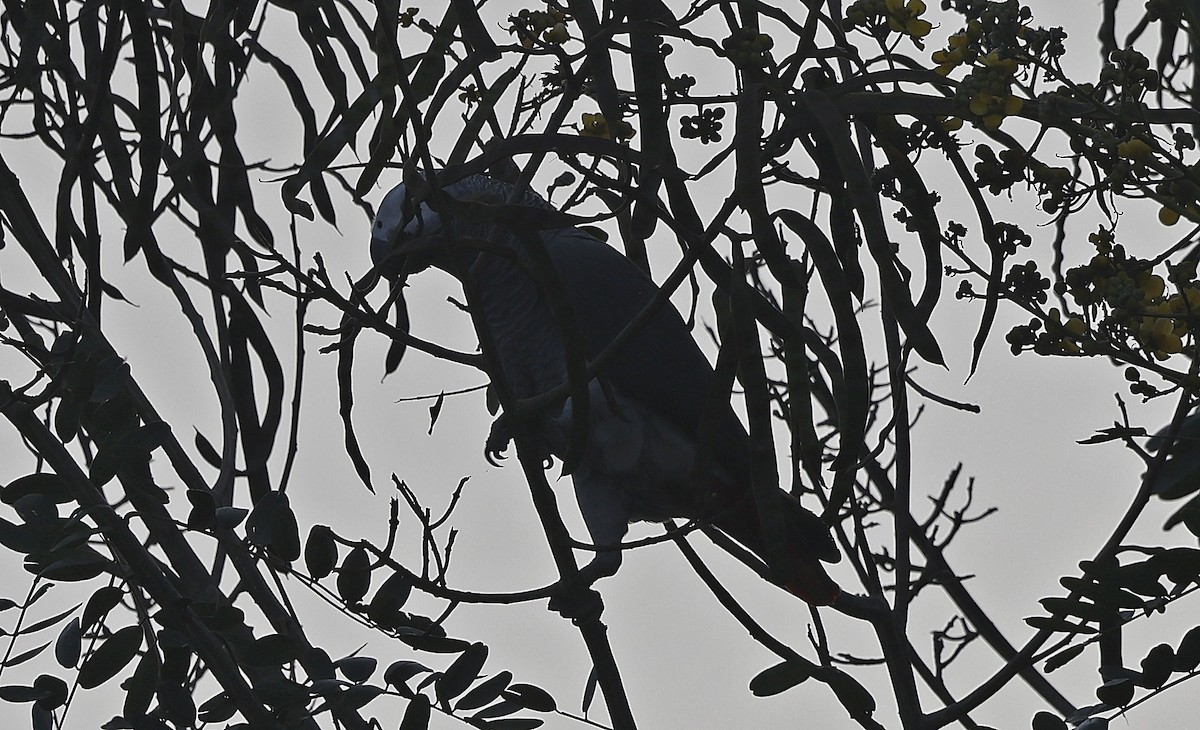 Gray Parrot - ML637323676