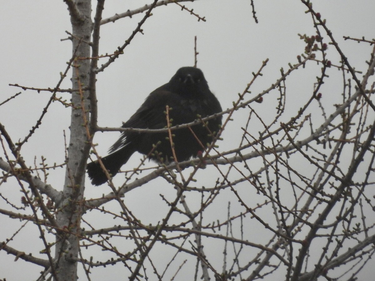 Common Grackle - ML637323763