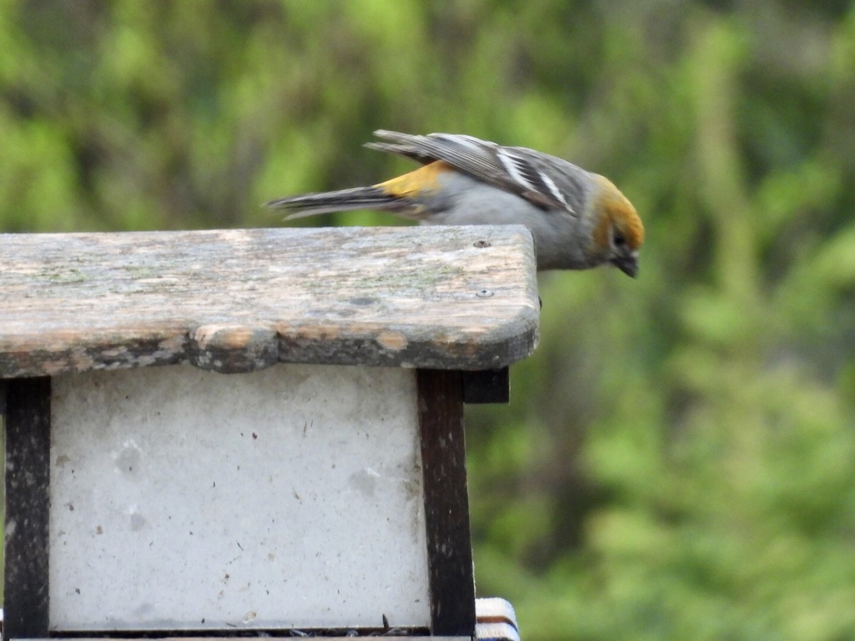 Pine Grosbeak - ML637323773