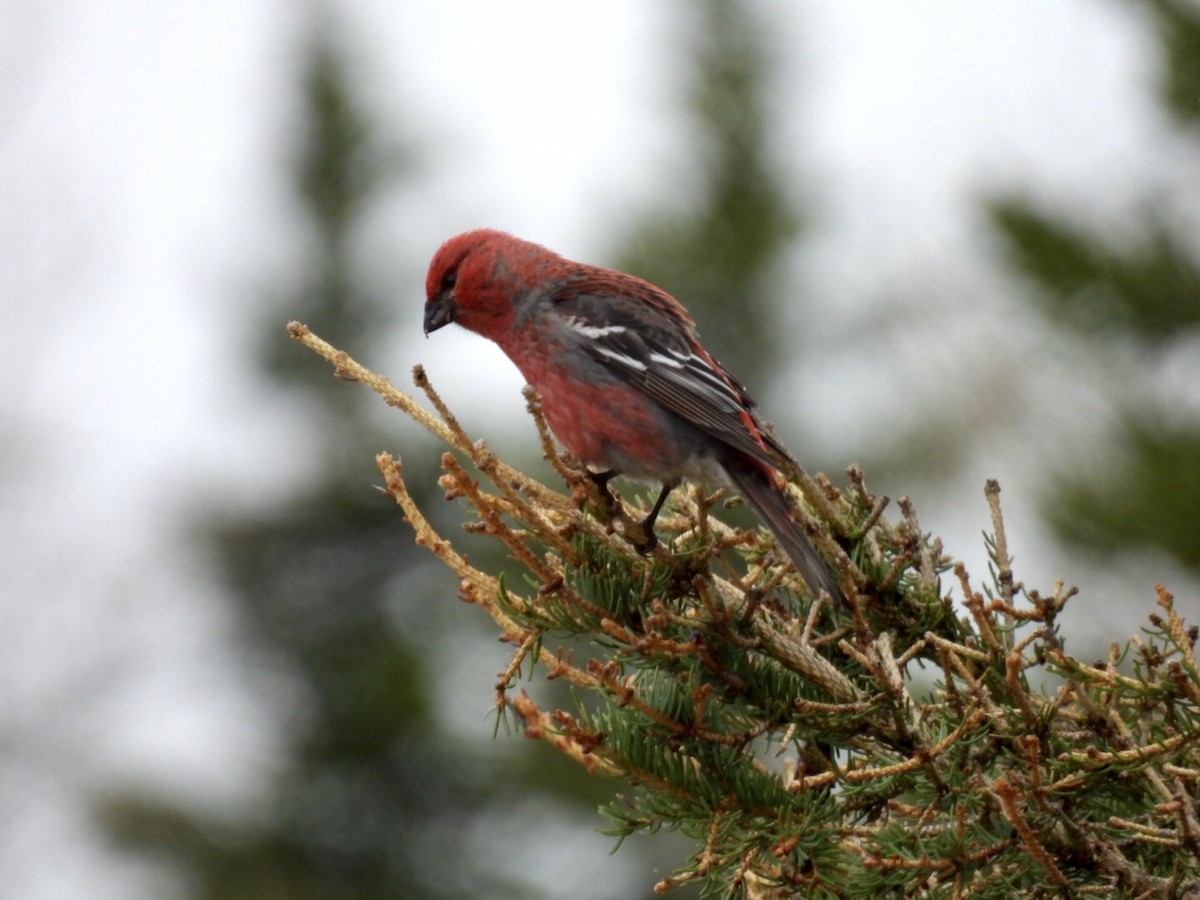 Pine Grosbeak - ML637323774