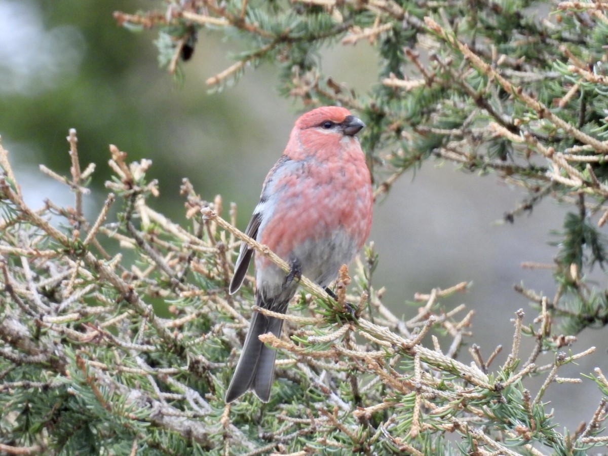 Pine Grosbeak - ML637323775