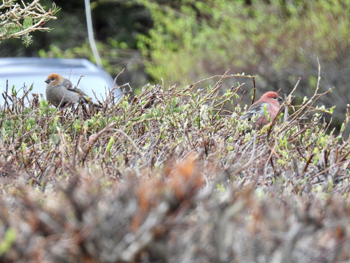 Pine Grosbeak - ML637323779