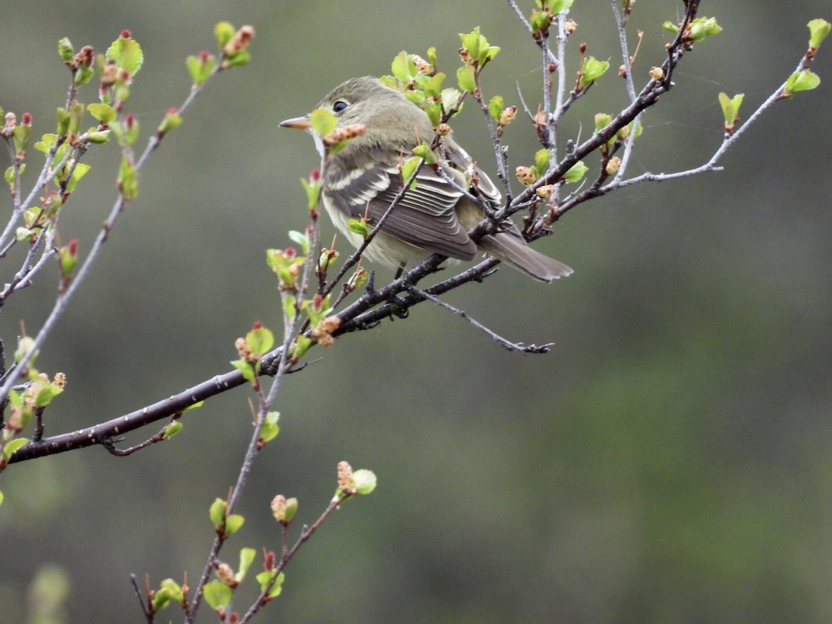 Least Flycatcher - ML637323795