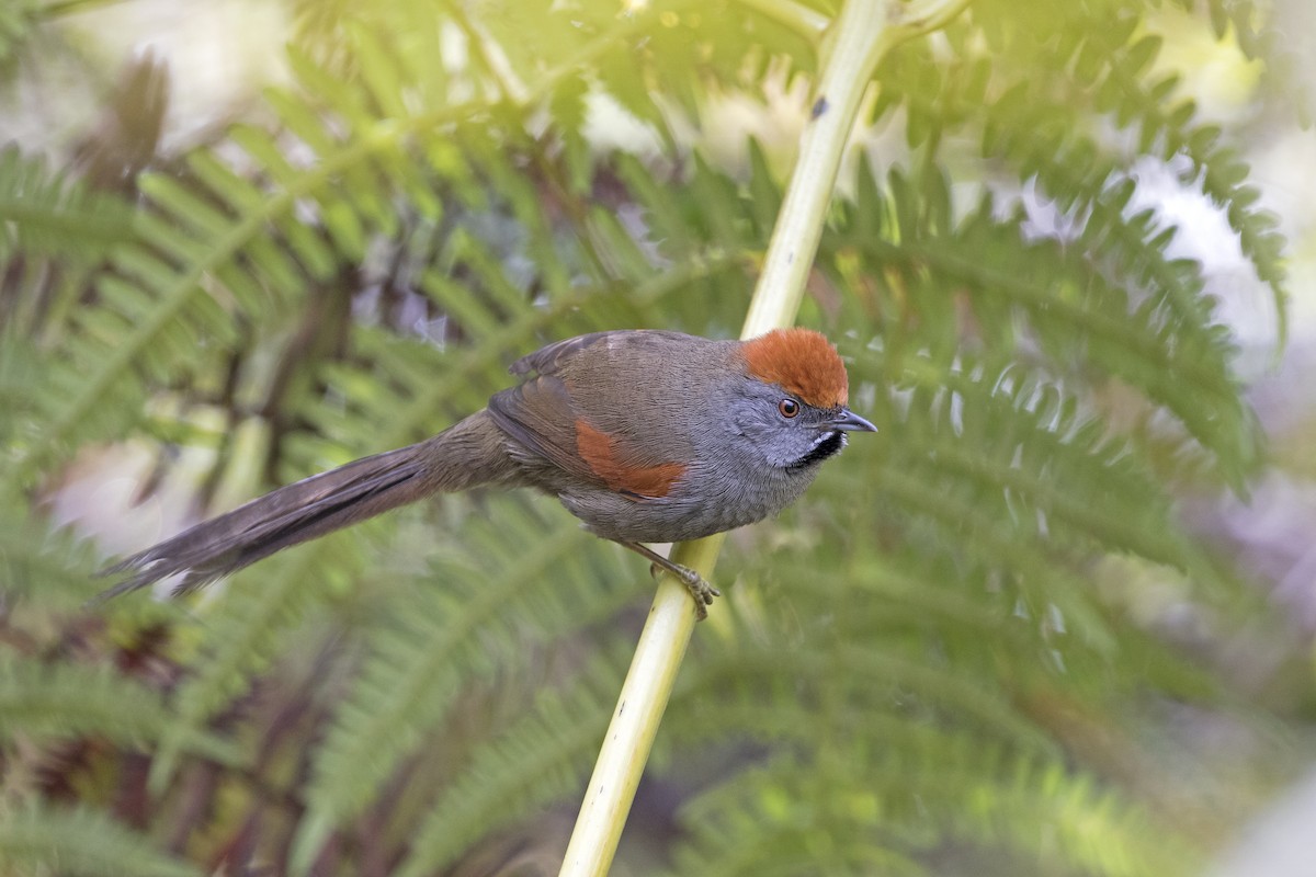 Spix's Spinetail - Ciro Albano / Brazil Birding Experts