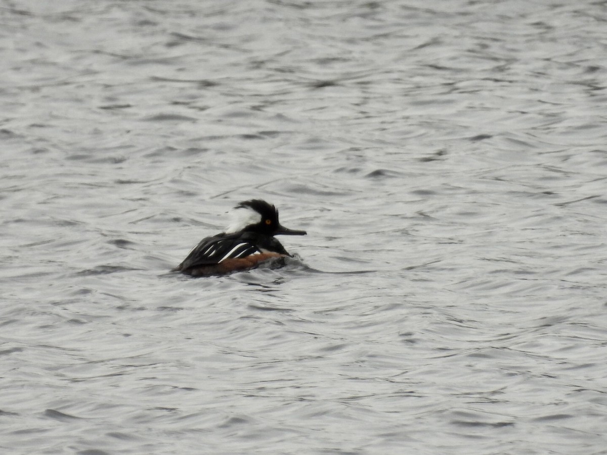 Hooded Merganser - ML637323816