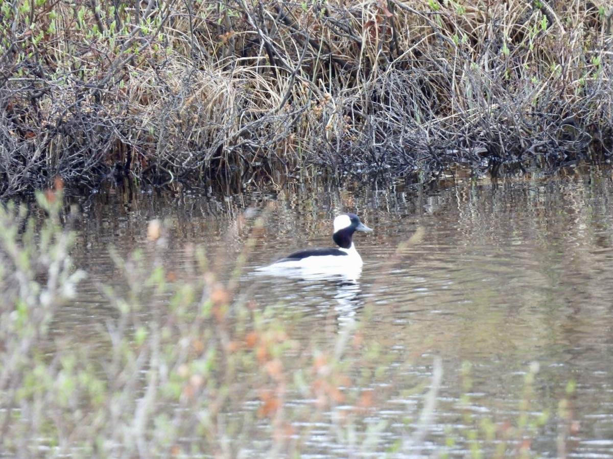 Bufflehead - ML637323825