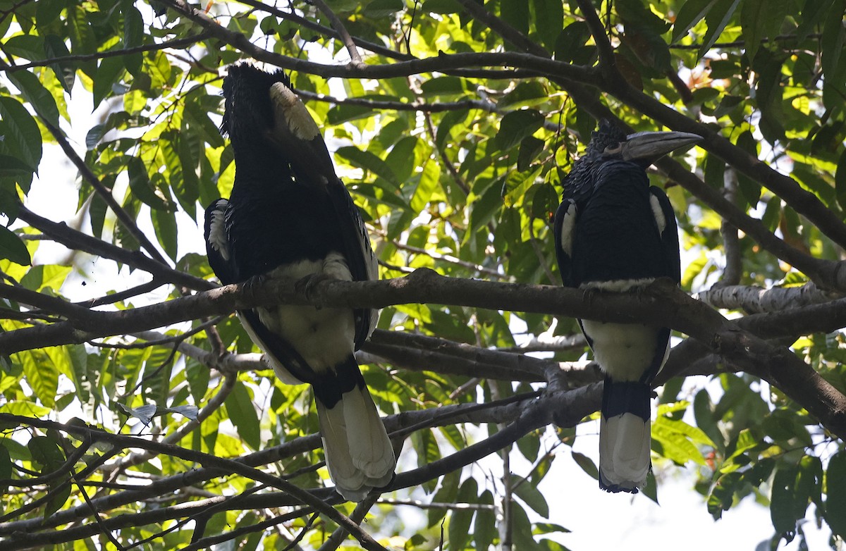 Grauwangen-Hornvogel - ML637323926