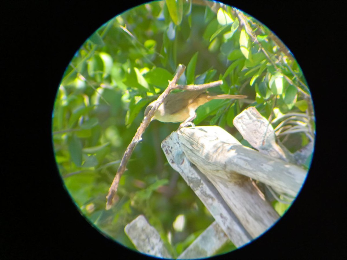 Plain Thornbird - ML637323928