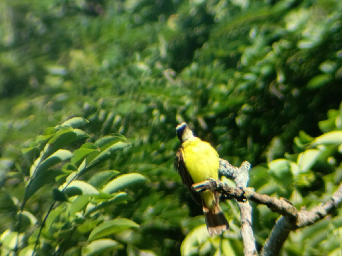 Rusty-margined Flycatcher - ML637323934