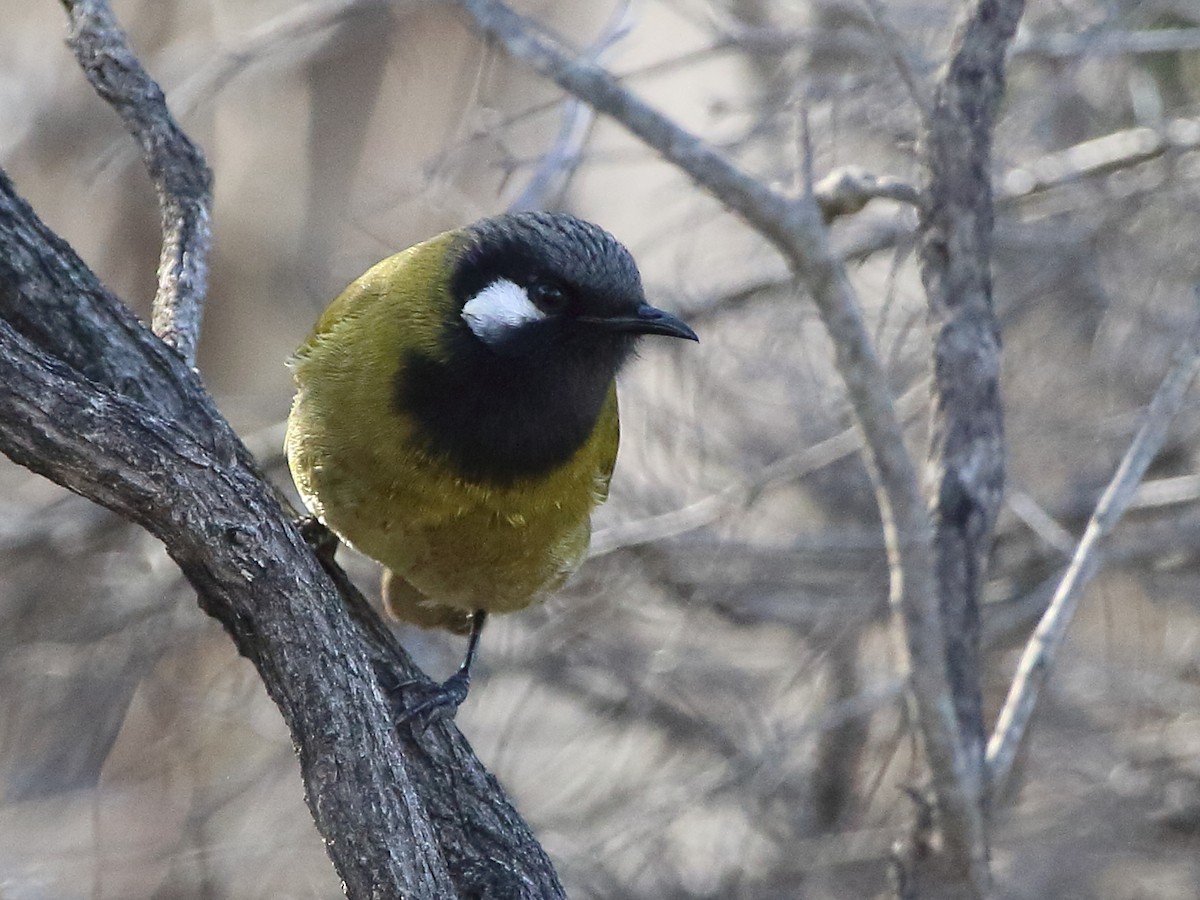 White-eared Honeyeater - ML63732401