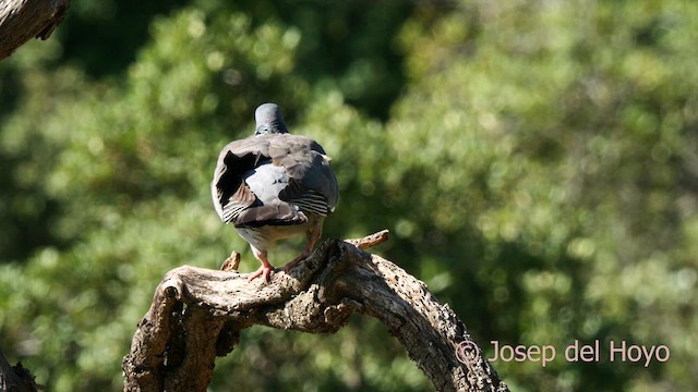 Common Wood-Pigeon - ML637324014