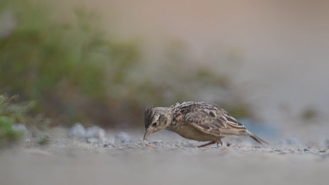 Oriental Skylark - ML637324047