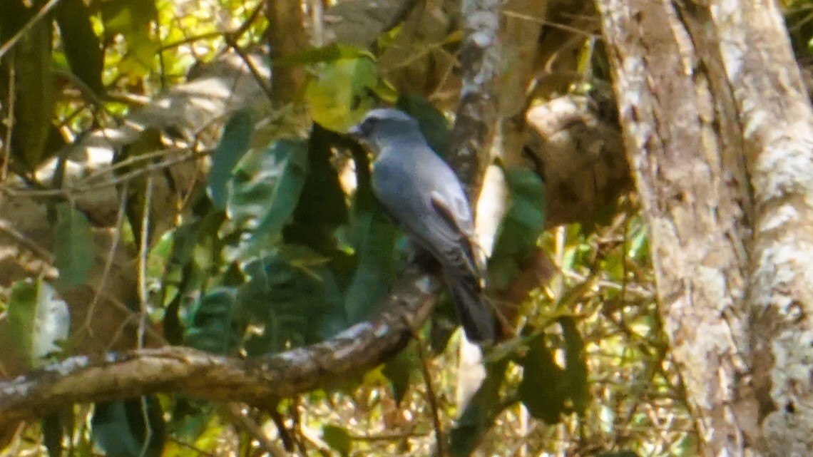 Indian Cuckooshrike - ML637324094