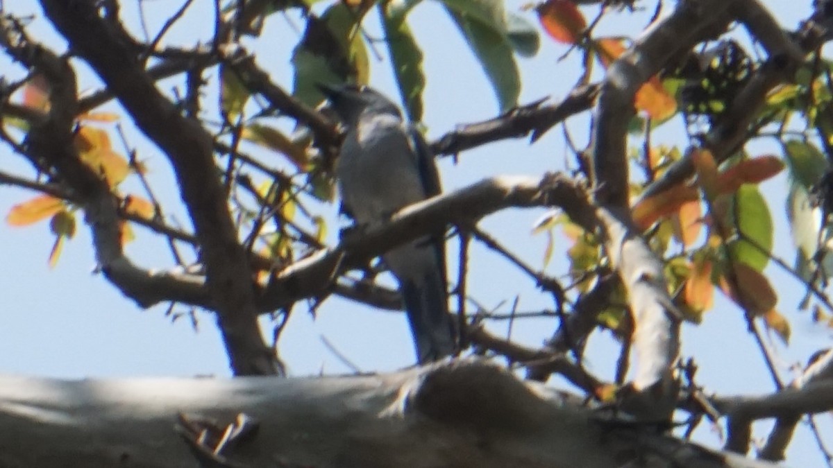 Indian Cuckooshrike - ML637324108