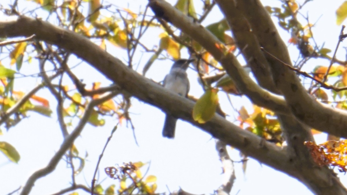 Indian Cuckooshrike - ML637324111