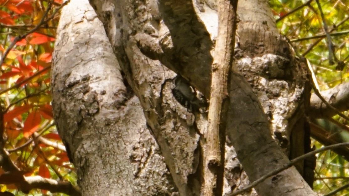 datlovití sp. - ML637324161