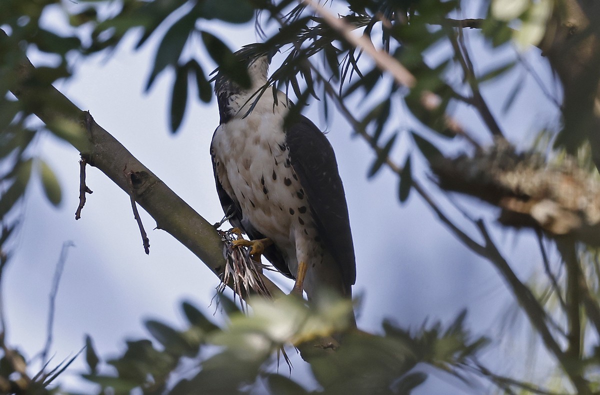 African Goshawk - ML637324249
