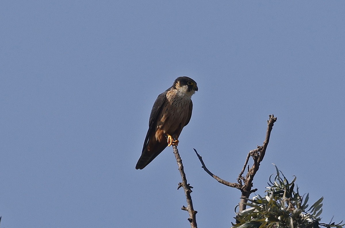 ostříž africký - ML637324267
