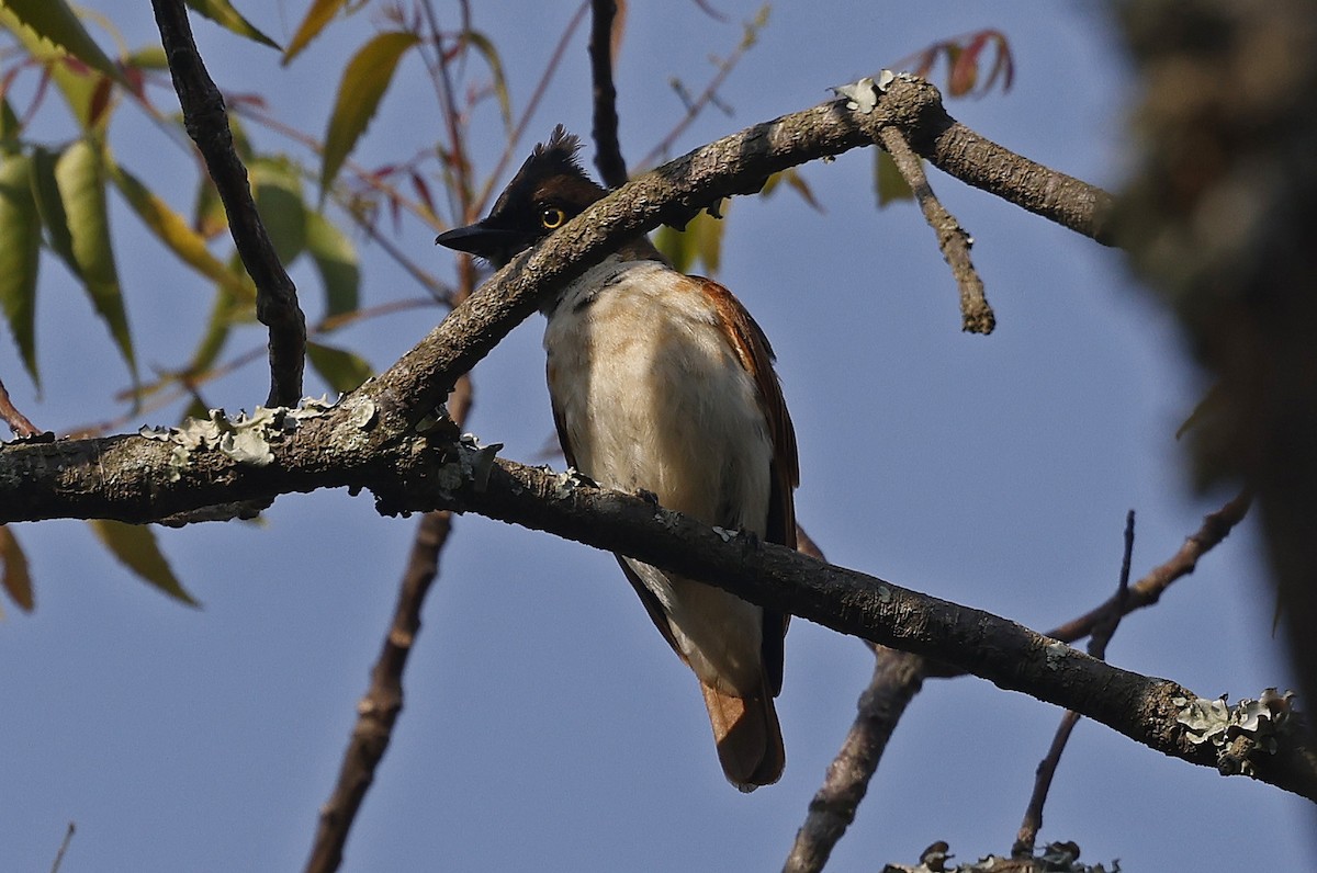 Black-and-white Shrike-flycatcher - ML637324271