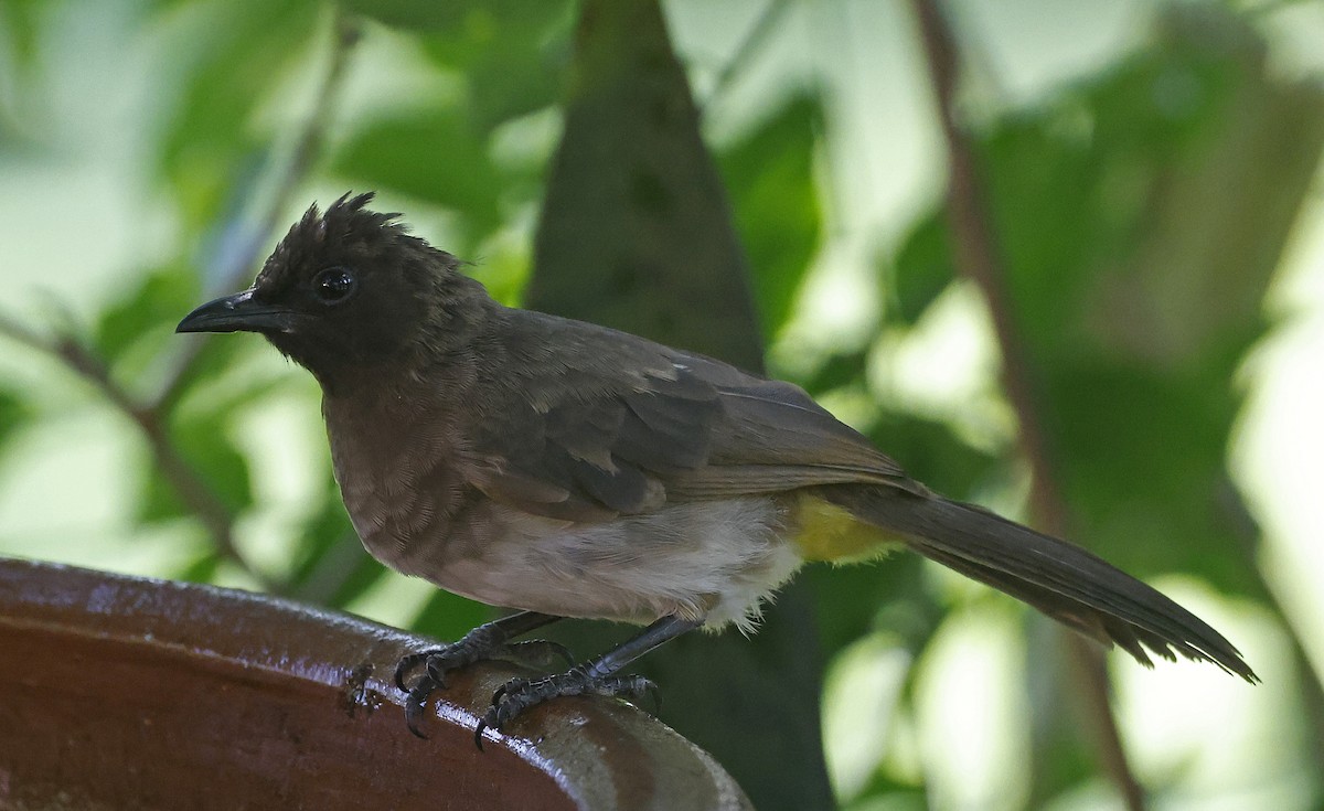 Common Bulbul - ML637324273