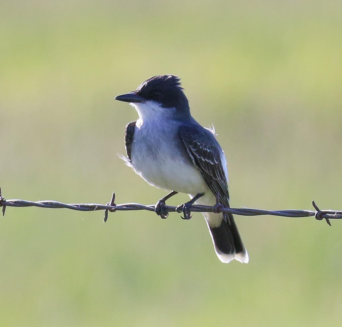 Eastern Kingbird - ML637324275