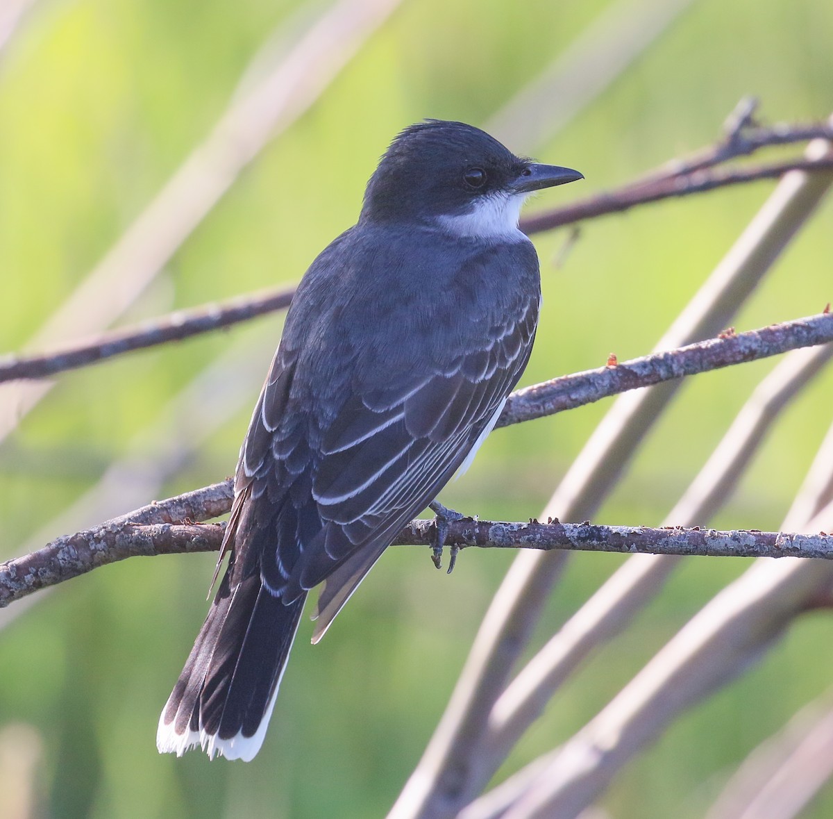 Eastern Kingbird - ML637324293