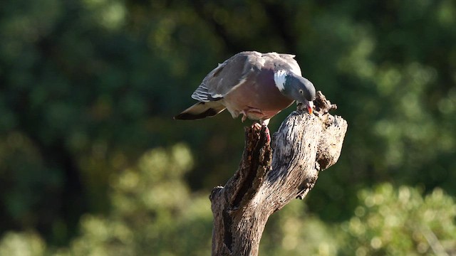Common Wood-Pigeon - ML637324313