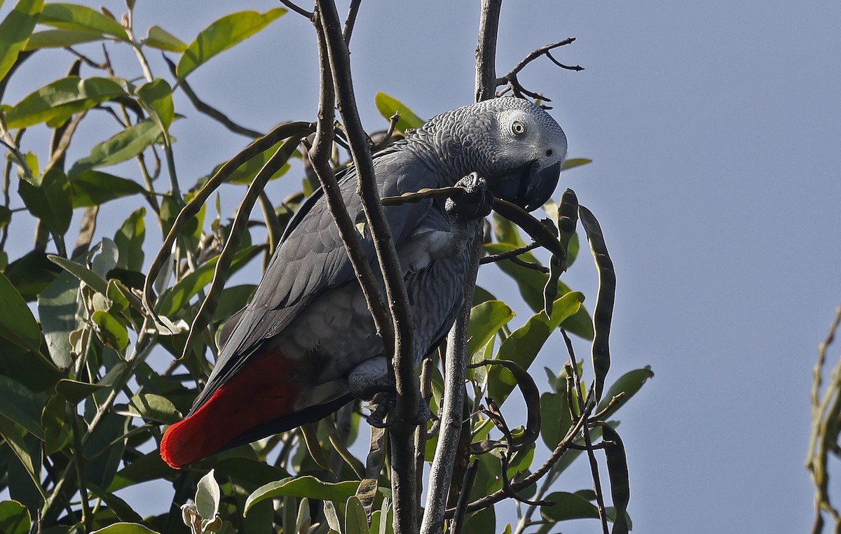 Gray Parrot (Gray) - ML637324318