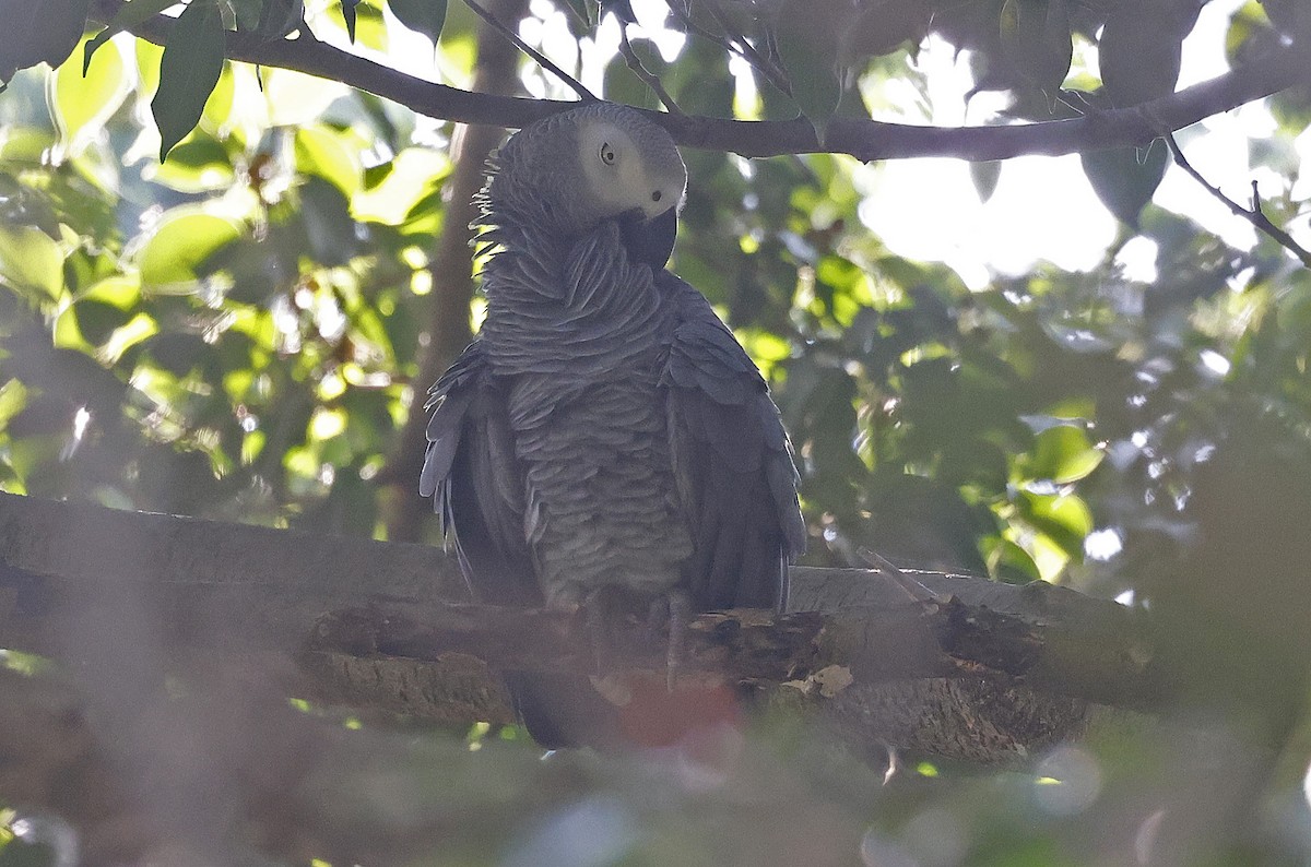 Gray Parrot (Gray) - ML637324321