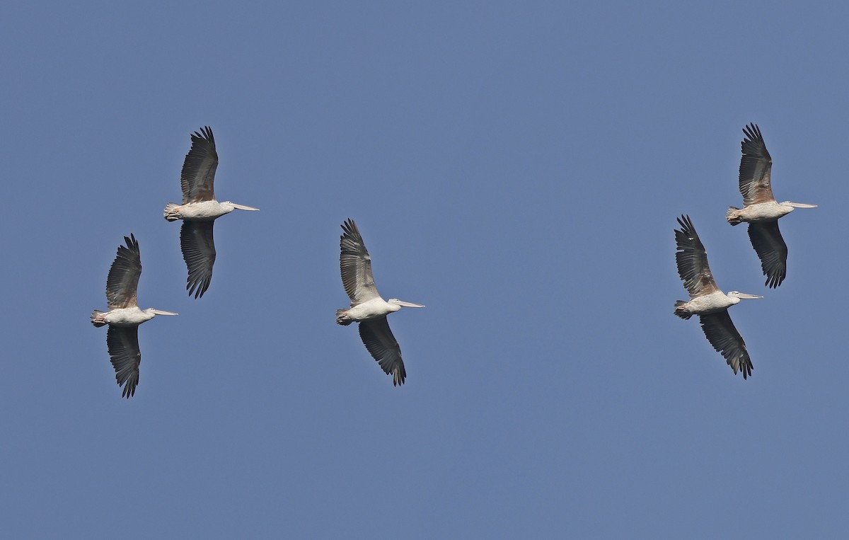 Pink-backed Pelican - ML637324334