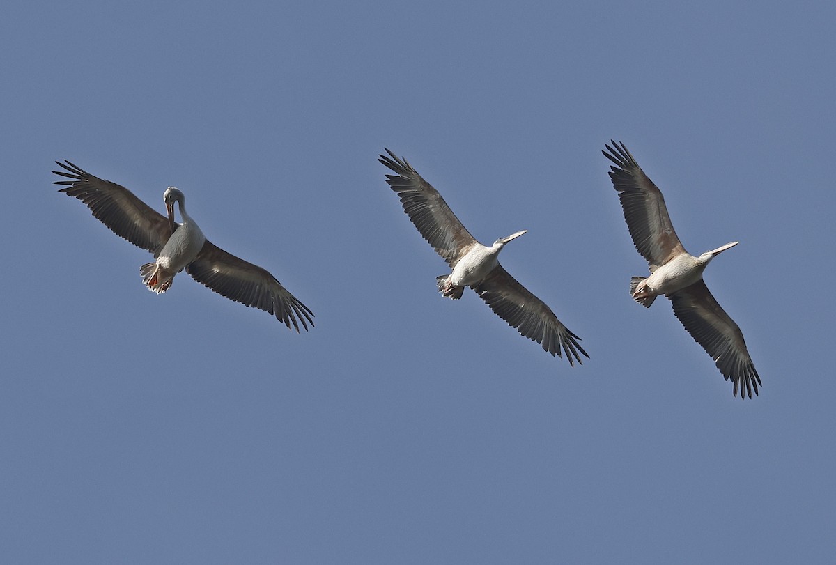 Pink-backed Pelican - ML637324337
