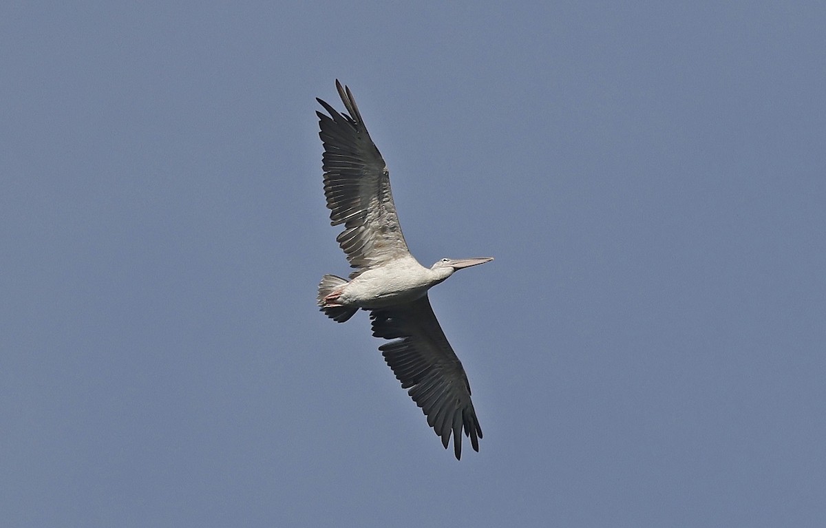 Pink-backed Pelican - ML637324344