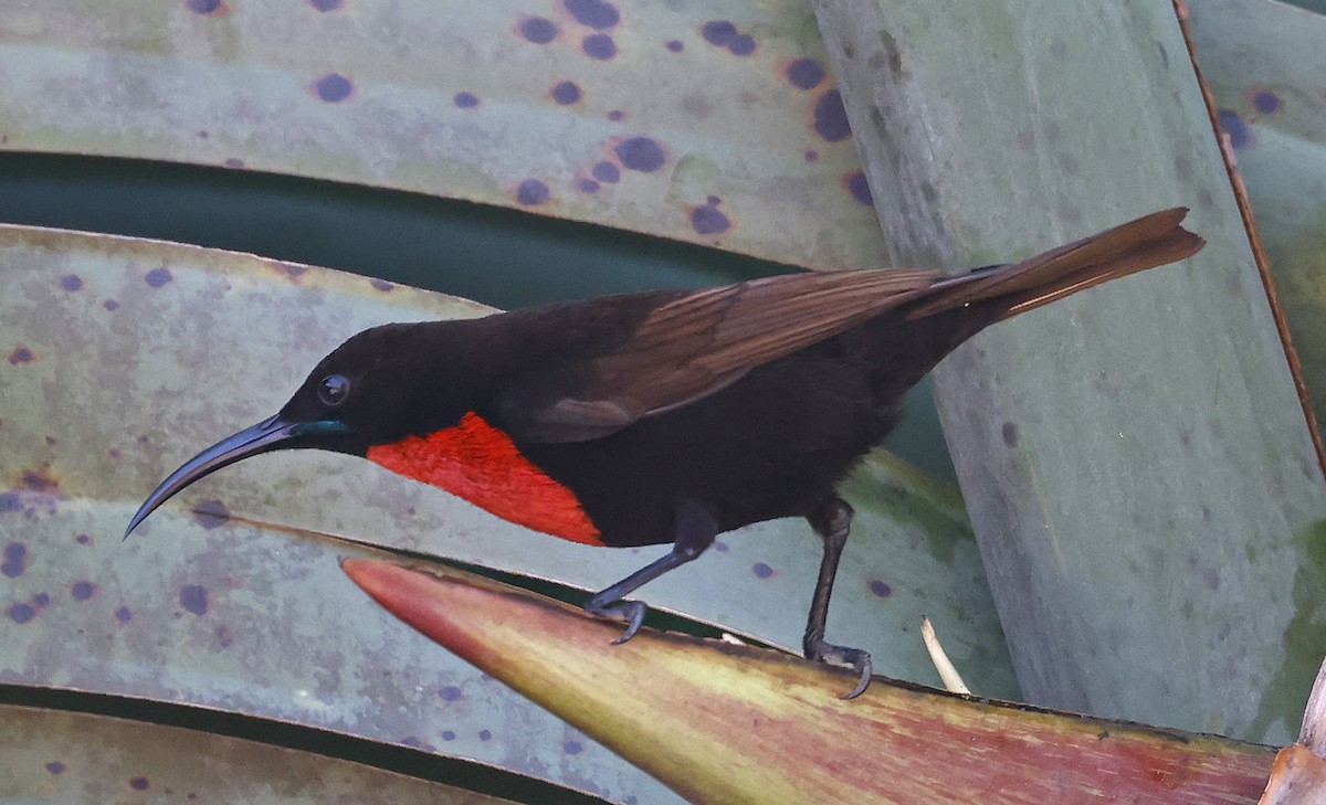 Scarlet-chested Sunbird - ML637324356