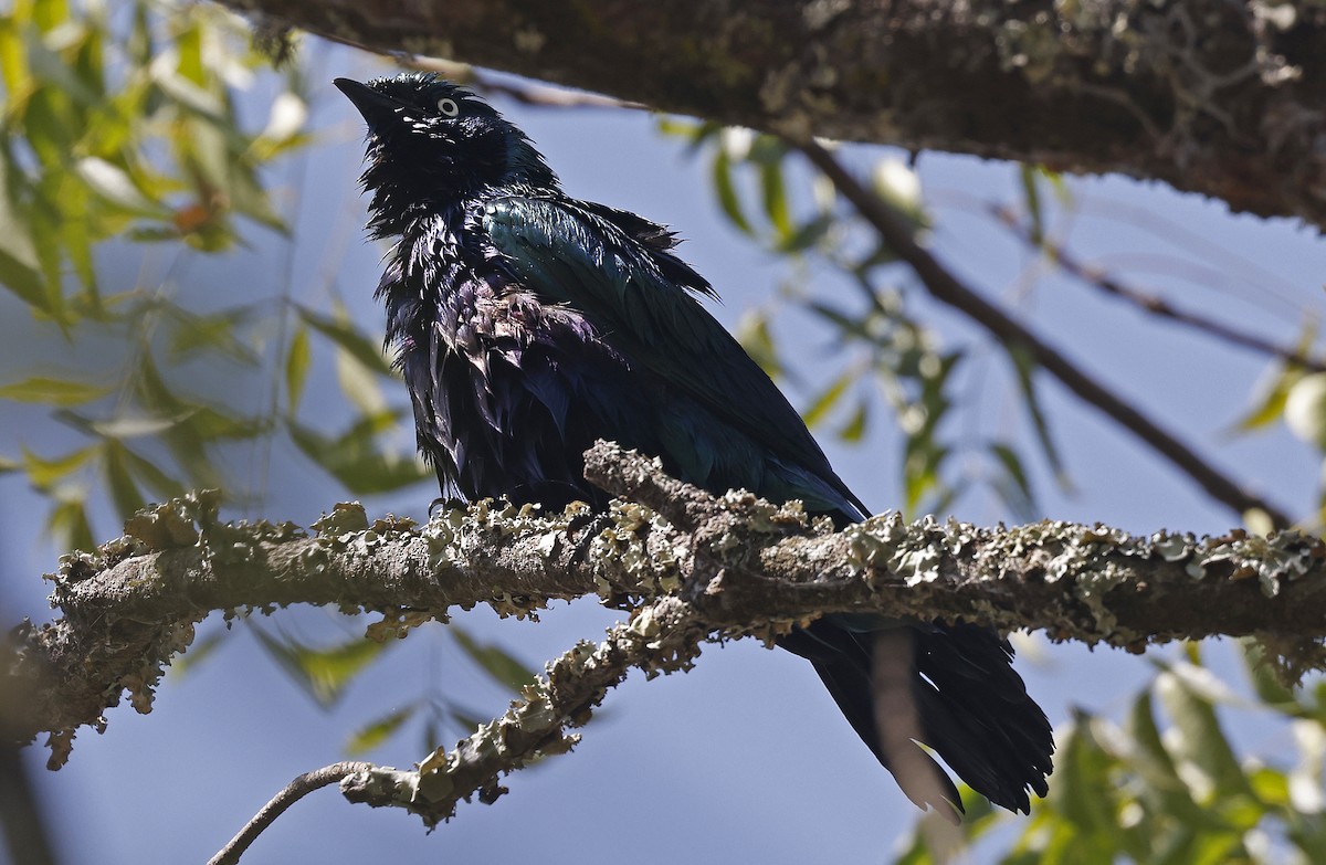 Splendid Starling - ML637324362