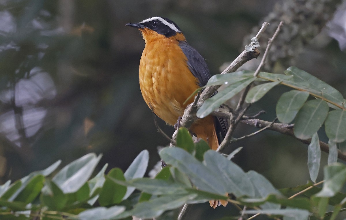 White-browed Robin-Chat - ML637324367