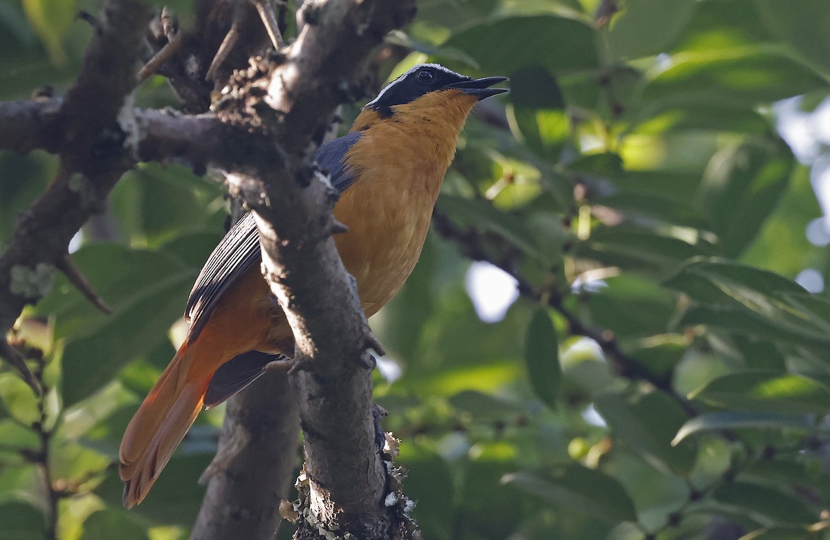 White-browed Robin-Chat - ML637324373