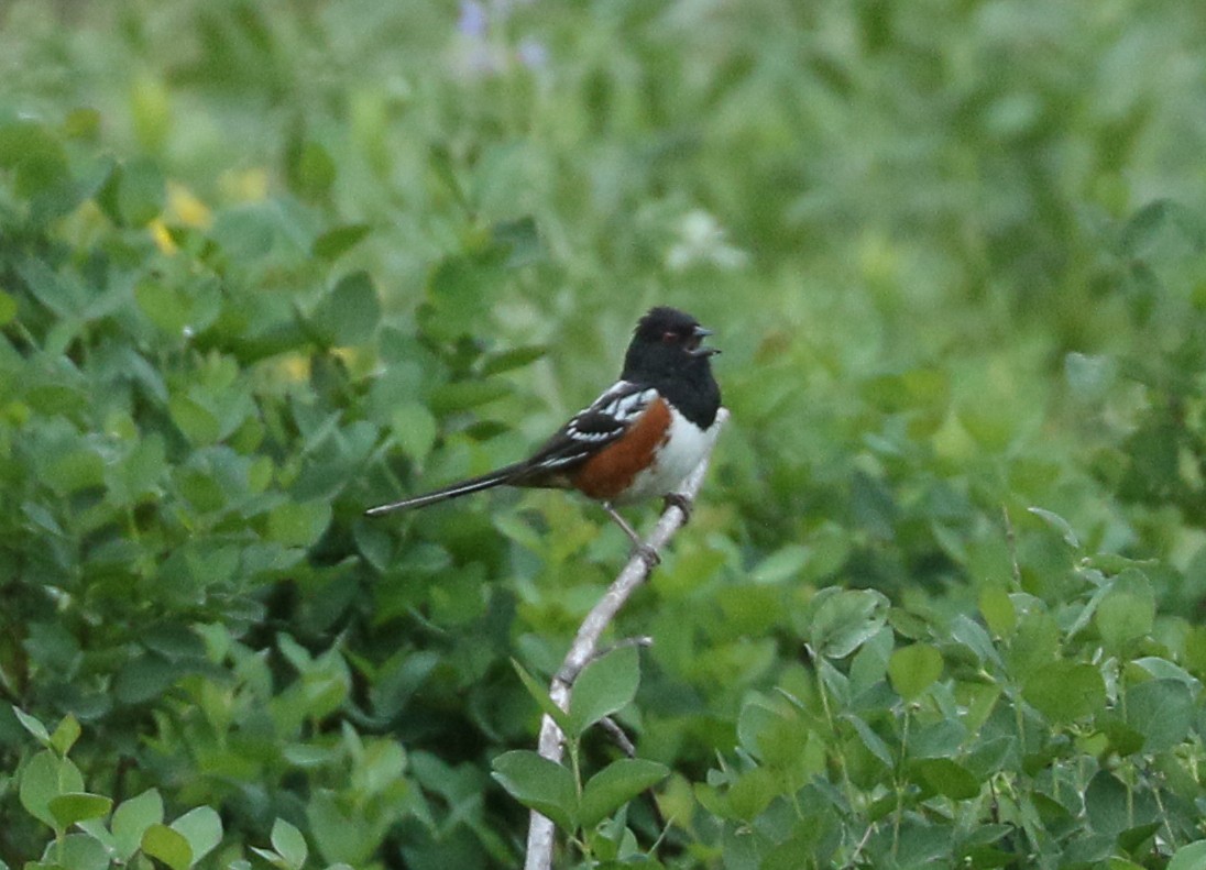 Spotted Towhee - ML637324382