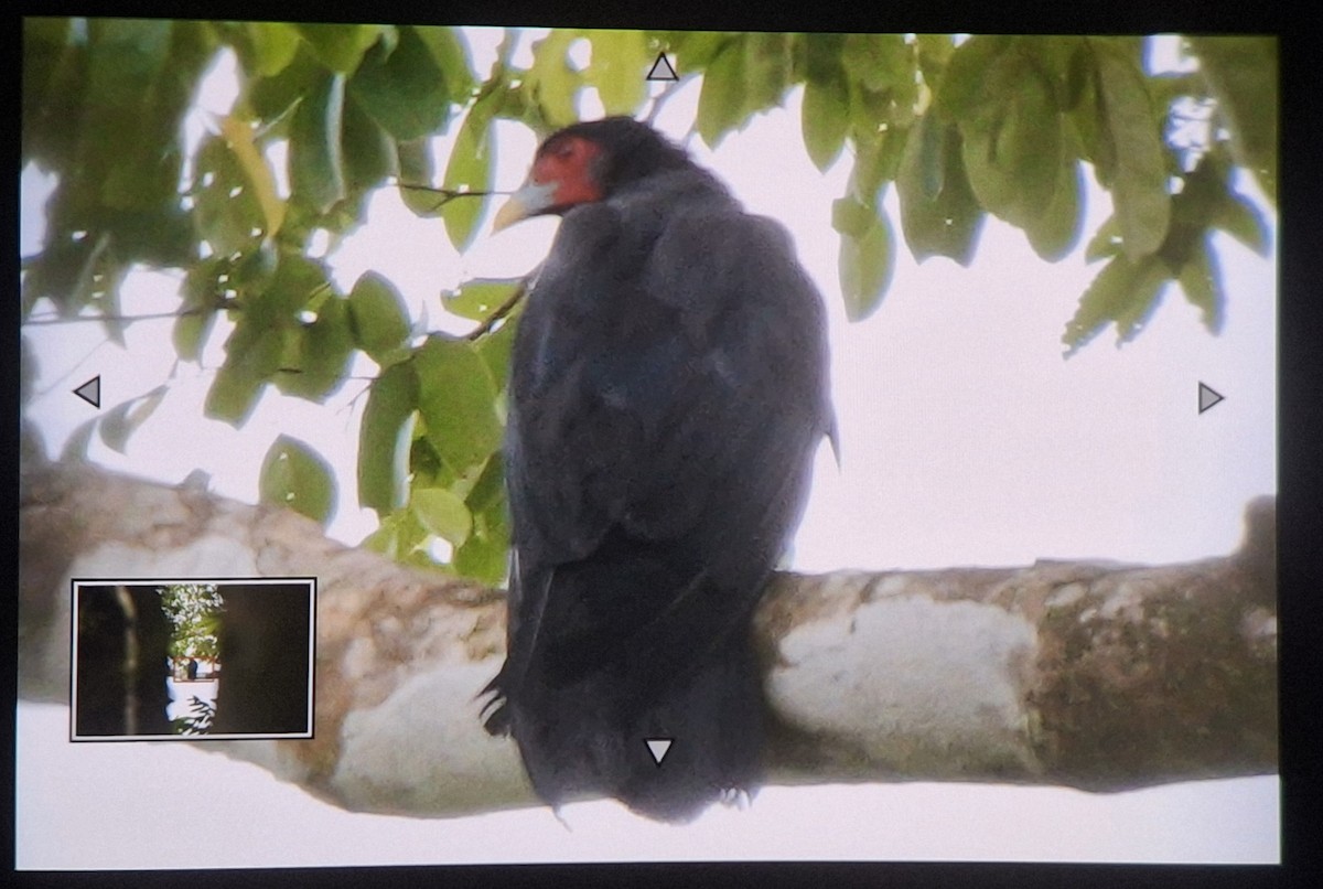 Caracara à gorge rouge - ML637324426