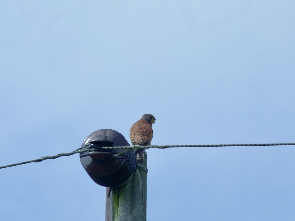 Rock Kestrel - ML637324489